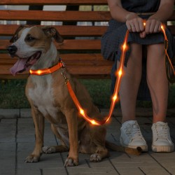 Flashing Leash