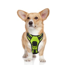 Wholesale Dog Harness Set