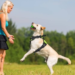 Wholesale Dog Harness Set Outdoor Waterproof Designers Luxury Pet Dog Harness Set