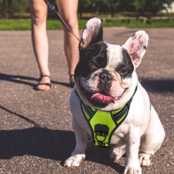 Wholesale Dog Harness Set Outdoor Waterproof Designers Luxury Pet Dog Harness Set