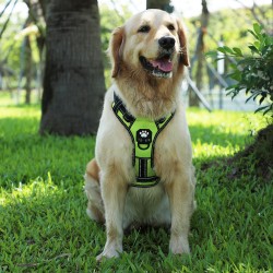 Dog Harness