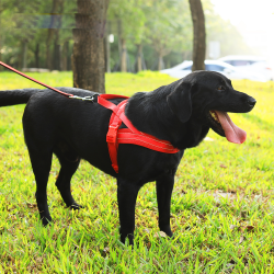 Reflective LED Dog Harness Breathable Light Led Dog Harness Led Light