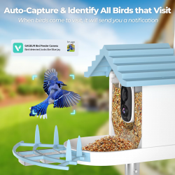 Bird Food Feeder