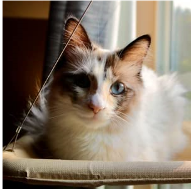 PETPAWJOY Cat Window Perch Window Seat Suction Cups Space Saving Cat Hammock Pet Resting Seat Safety Cat Shelves
