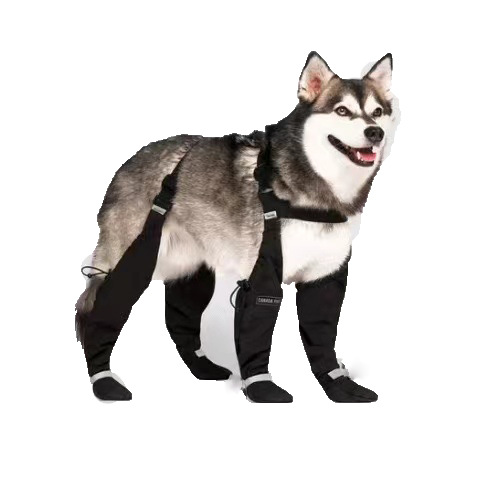 Custom Dog Waterproof Shoes