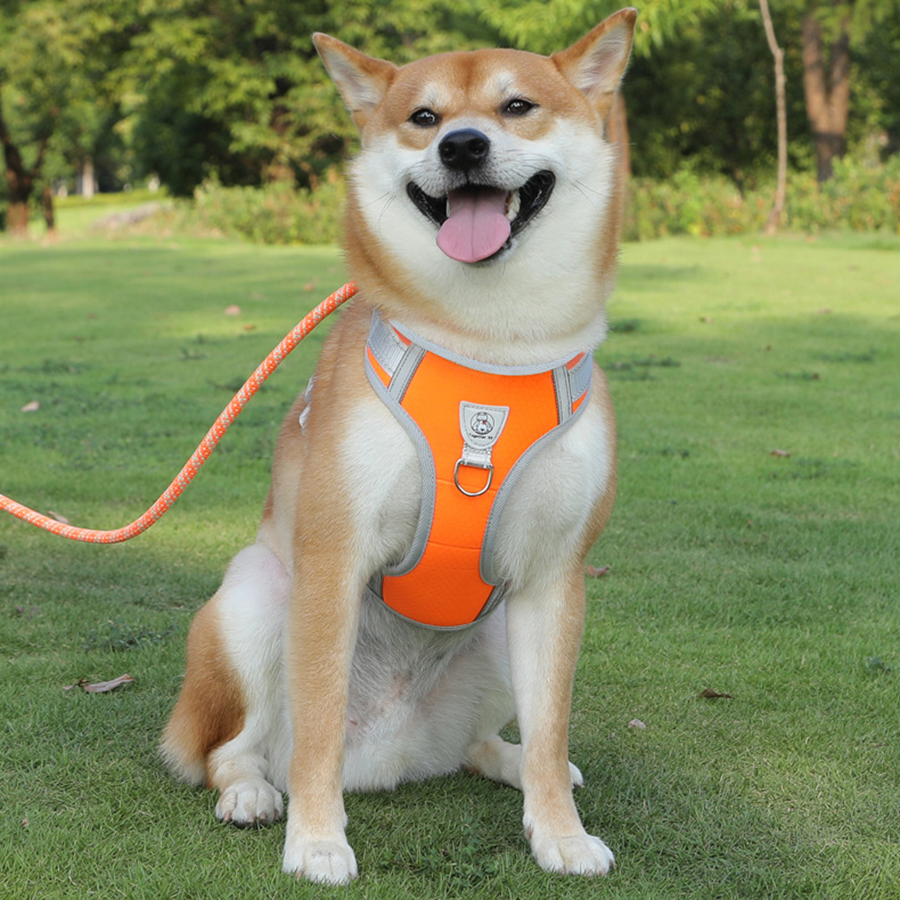Pet Nylon Durable Leash