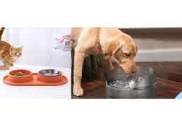 How Often Should You Clean Your Pet’s Water Bowl?