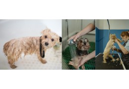 Top Grooming Mistakes Pet Owners Should Avoid