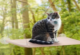 How do a cat’s window perch improve a cat's life quality?
