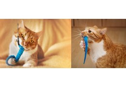 Exploring the Benefits of Physical Exercise through Interactive Toys for Cats