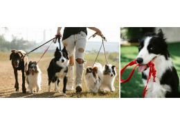 How to Choose a Comfortable Leash for Daily Walks