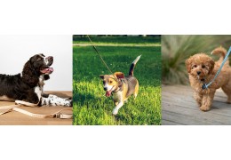 How to Choose the Right Leash and Harness for Outdoor Walks