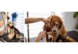 How to Groom a Nervous Dog: Tips to Reduce Anxiety