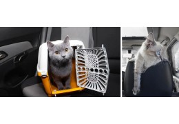 How to Prepare Your Cat for a Road Trip