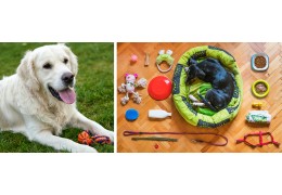The Importance of Chew Toys for Your Pet’s Dental Health