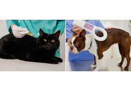 The Importance of Microchipping Before Traveling with Pets