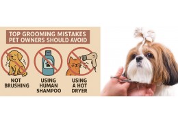 Top Grooming Mistakes Pet Owners Should Avoid