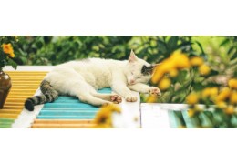Why cats need to take sunbathe?