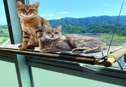 How to select the best cat window shelf for your kitten?