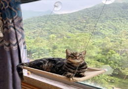 Things to pay attention when using the cat window perch
