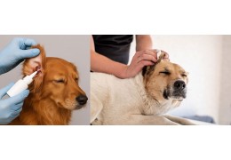 Why Regular Ear Cleaning is Crucial for Your Dog’s Health