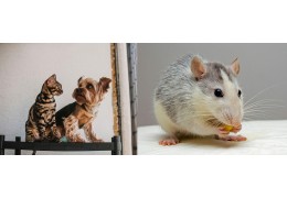 Emerging Pet Niche Markets: Small Dogs, Cats & Exotic Pets